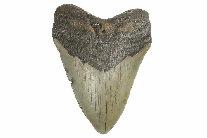 Serrated, Fossil Megalodon Tooth - North Carolina #190763